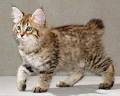 American Bobtail Cat Breed Information, Pictures ...
