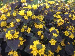 Image result for Lysimachia djalonis