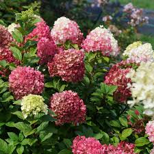 Image result for Hydrangea