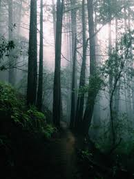 Redwood Park Oakland Ca Aylaraquel Instagram Places To Go Redwood Instagram