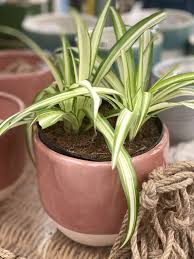 Image result for Chlorophytum