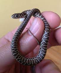 Baby Eastern Yellow Bellied Racer Snake Facts Baby Snakes Pretty Snakes