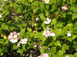 Image result for Grona setigera