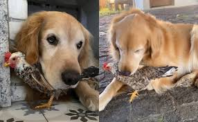 Amizade diferentona! Cachorro vira amigo de galinha, a carrega na boca sem machucar e vídeo viraliza: “Na panela é pior”