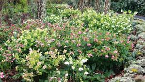 Currently i write the garden pages for new zealand magazine your home & garden and contribute to nz gardener and nz house & garden magazines. Plants To Make Your Winter Garden Great Stuff Co Nz
