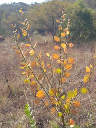 Image result for Clutia pulchella