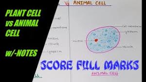 The cell (from latin cella, meaning small room) is the basic structural, functional, and biological unit of all known organisms. How To Draw Color Plant Cell Vs Animal Cell Comparison W Notes Easy Science Step By Step Youtube
