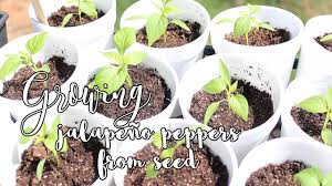 Grow confidently knowing burpee's team of horticulture experts is with you every step. Growing Jalapeno Peppers From Seed Sowing Thinning Transplanting Ep 2 Youtube