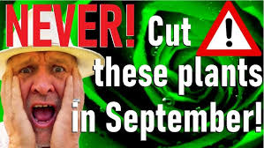 Five Mistakes to Avoid Growing and Planting Magnolia grandiflora, Bull  Magnolia or Southern Magnolia