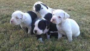 American Bulldog Pitbull Mix Puppies For Sale Yakaz For Sale Pitbull Mix Puppies Pitbull Mix Pitbulls