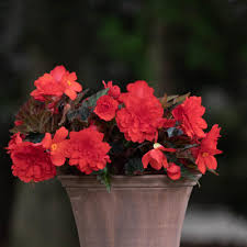 Image result for Begonia poculifera