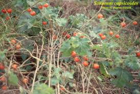 Image result for Solanum capsicoides