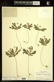 Image result for Biophytum crassipes