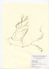 Image result for Eleocharis confervoides