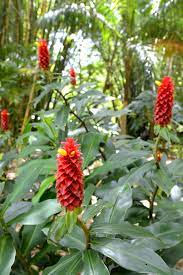 Costus Comosus Red Tower Ginger Bamboo Land Nursery Qld Australia Tropical Flower Arrangements Ginger Flower Potted Plants Patio
