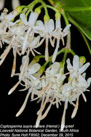 Image result for Coptosperma