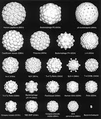 adding the third dimension to virus life cycles three