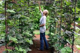 If you have a small space the pole bean is for you. Vegetable Garden Design Diy Bean Trellis Gardenista