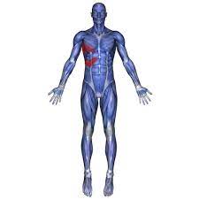 Costochondritis is inflammation of the rib cage. Pin On Shoulder Pain Research