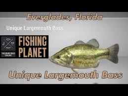 We have an extensive collection of amazing background images. Unique Largemouth Bass Everglades Florida Fishing Planet Guide Youtube
