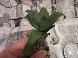 Image result for Ledebouria Unidentified sp. no5.