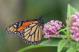 Monarch 2018 20 By Thomas Young Monarch Butterfly Monarch Swamp Milkweed