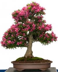 Which type of tree is good for bonsai in indian climate? How To Grow Your Own Azalea Bonsai Tree Grow A Bonsai Tree