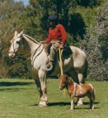 Falabella horse miniature ponies tiny horses shetland polo horse horse costumes cute ponies argentine interesting animals. Geschichte Und Fabeln Des Falabella Falabella