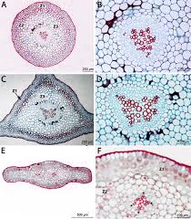 Image result for Psilotum