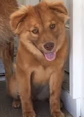 Maybe you would like to learn more about one of these? View Ad Chow Chow Golden Retriever Mix Dog For Adoption Near South Carolina Murrells Inlet Usa Adn 528865