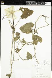 Image result for Ipomoea coscinosperma
