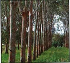 Total plantation assets currently owned and under our management on behalf of our private clients is approximately rm15 million. Malaysian Timber Industry Board Mtib Official Portal Development Of Forest Plantation