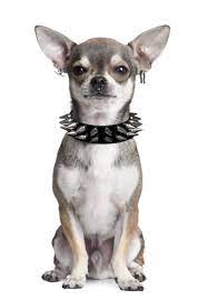 Master Pierce Ltd Professional Piercing Cani Chihuahua Chihuahua Cuccioli Di Chihuahua