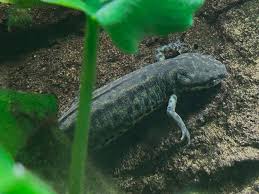 Image result for Senecio polyanthemoides