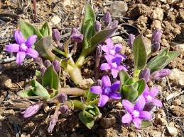 Image result for Raphionacme hirsuta