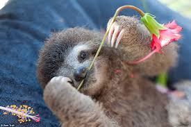 Whether it be funny or cute, have a look at these animals and their baths: Baby Sloths In Costa Rica Sanctuary Where They Learn All About Life In Very Slow Lane Daily Mail Online