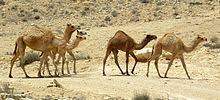 The simple english wikipedia is an english edition of the online encyclopedia wikipedia, primarily written in basic english and special english. Dromedary Wikipedia