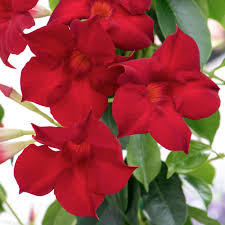 Image result for mandevilla obrázek