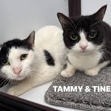 ‪Cats Needing Homes | Lothian Cat Rescue‬‏