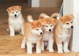 Akita Inu Japones Akita Puppies Japanese Dogs Akita Inu Puppy