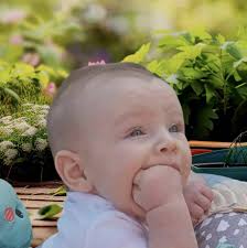 What perennial herb can I plant in Kansas?