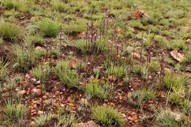 Image result for Eulophia hians