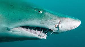 Tiger sharks have most perfect teeth both these sharks are dangerous. Sand Tiger Sharks Shark Academy Youtube