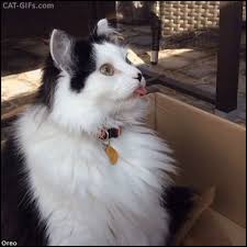 Cat Gif Oreo The Blep Tuxedo Cat Sticking Out His Cute Pink Tongue Cat Gif Cats Funny Cute Cats