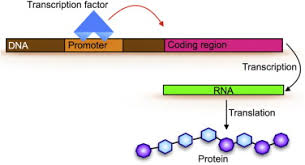 Gene Activity An Overview Sciencedirect Topics
