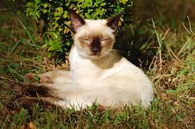 Siamese cats are said to come from royalty. 59 Egyptian Siamese Cat Names Lovetoknow