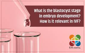 Image result for Embryo Development