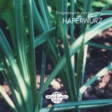 Superfood Selbst Anbauen Tragopogon Porrifolius Das Alte Fast Vergessene Wurzelgemuse Haferwurz Oder Auch Haferwurzel Saatgut Seltene Pflanzen Gartensamen