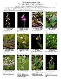 We did not find results for: Illinois Orchids Of The Chicago Region Field Guides