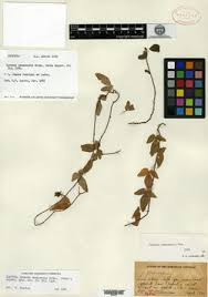 Image result for Ipomoea chloroneura
